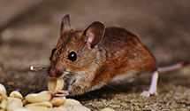24 Hour & Emergency Exterminators in Trenton, ME